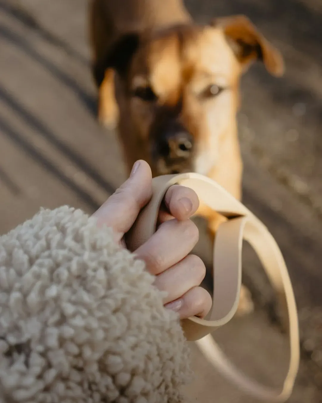 #3 - The Tension on the Leash (Image Credits: Unsplash)