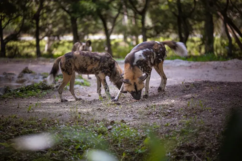 Facing Lions, Hyenas, and a Harsh Landscape (Image Credits: Pexels)