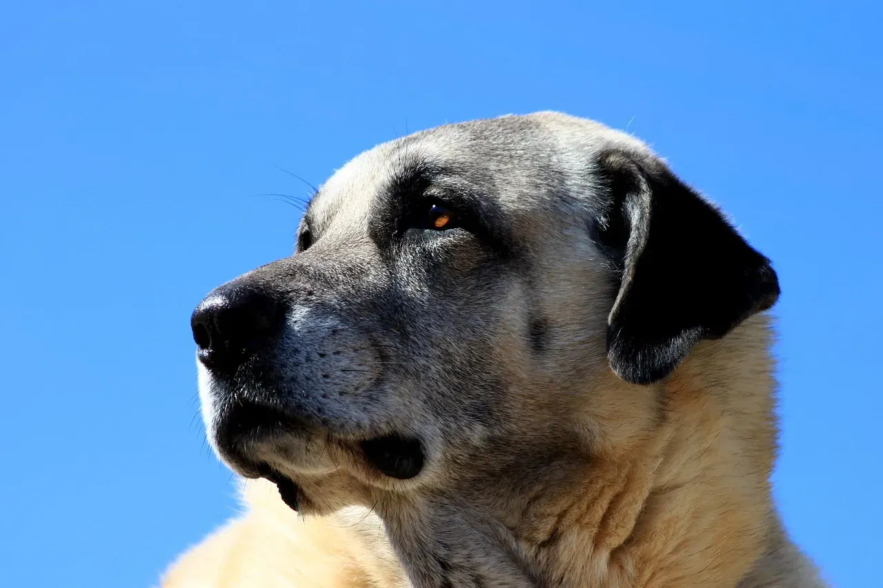 1. The Kangal: The Undisputed Champion of Wolf Country (Image Credits: Pixabay)