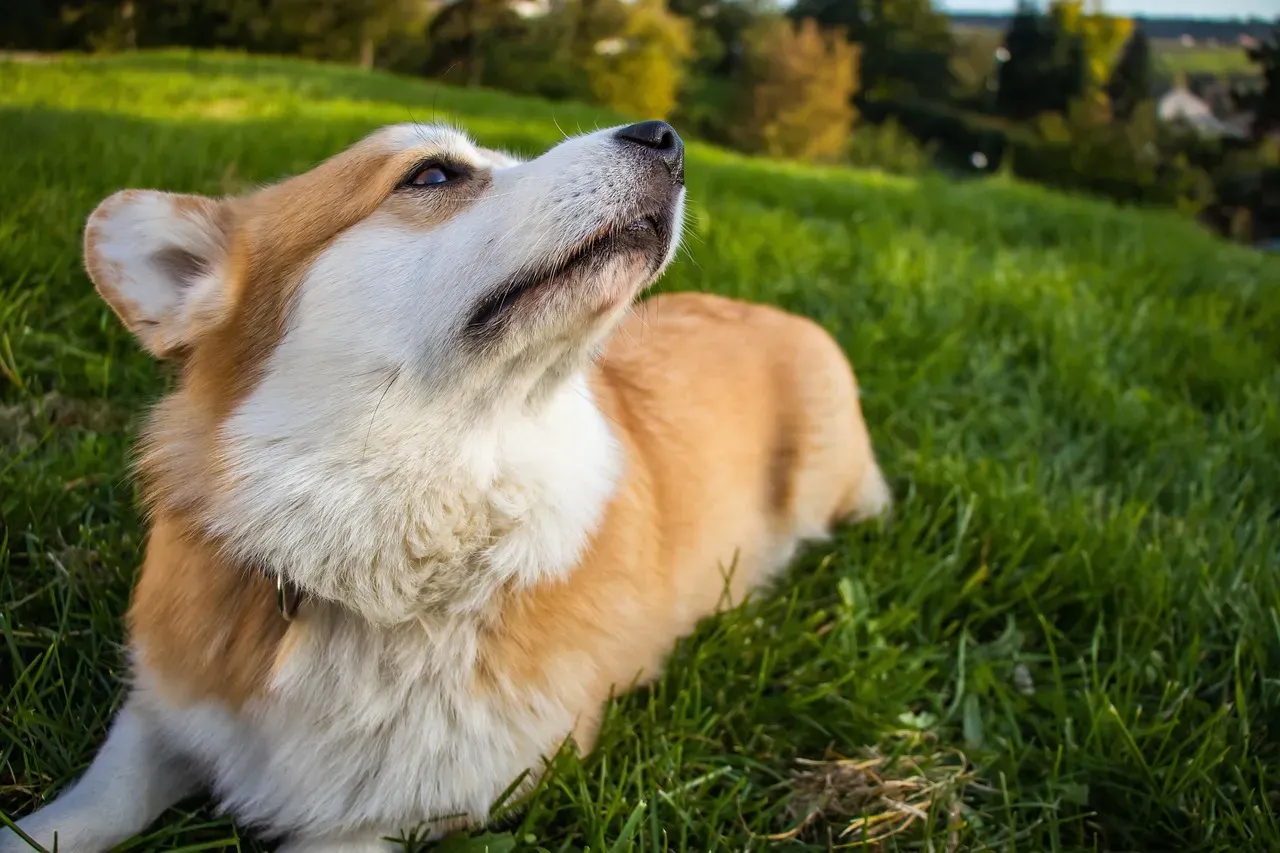 The Free Spirit Trapped by Routine Needs (Image Credits: Pixabay)