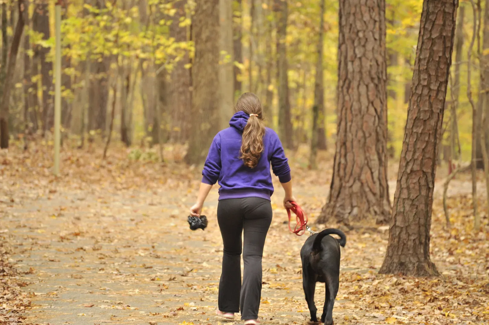 The Mental Health Connection Is Real (Image Credits: Wikimedia)