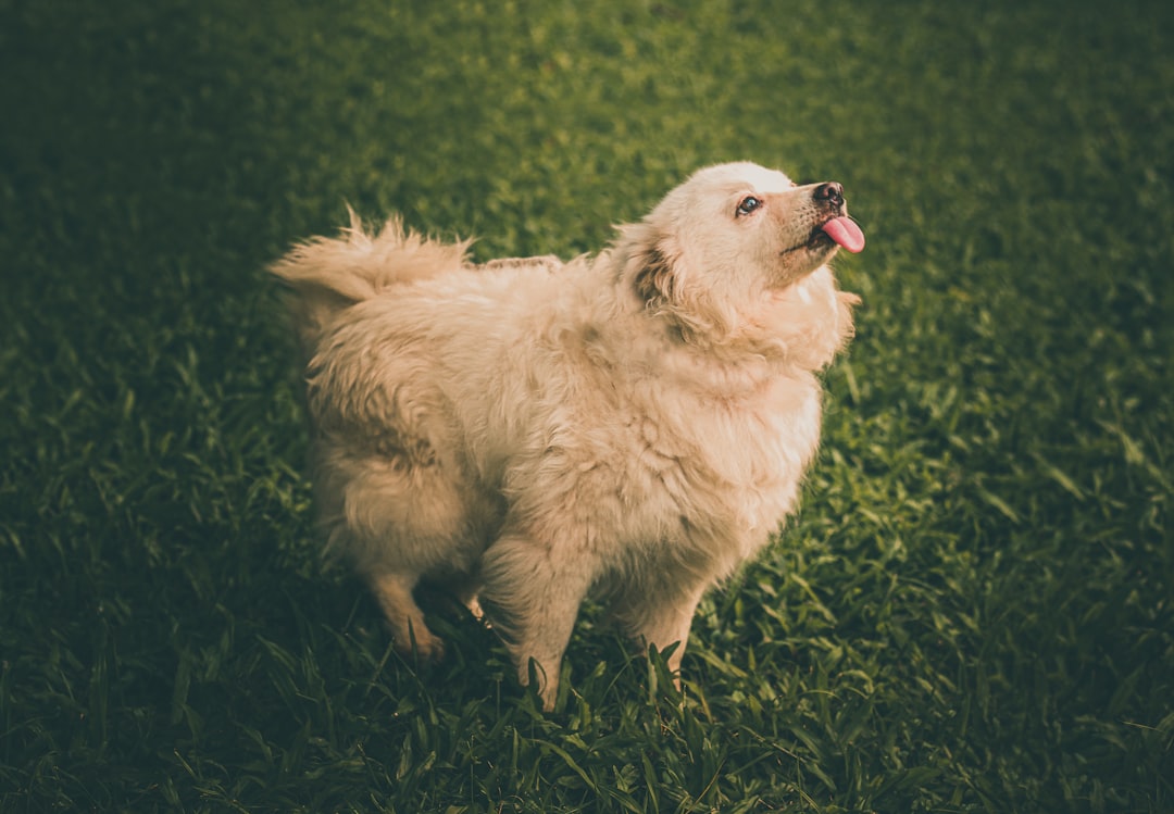 Following You Everywhere (Yes, Even to the Bathroom) (Image Credits: Unsplash)
