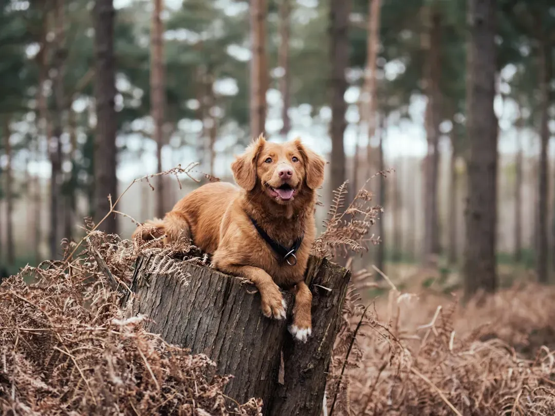 Outperforming Chimpanzees: How Can Dogs Beat Our Closest Relatives? (Image Credits: Unsplash)