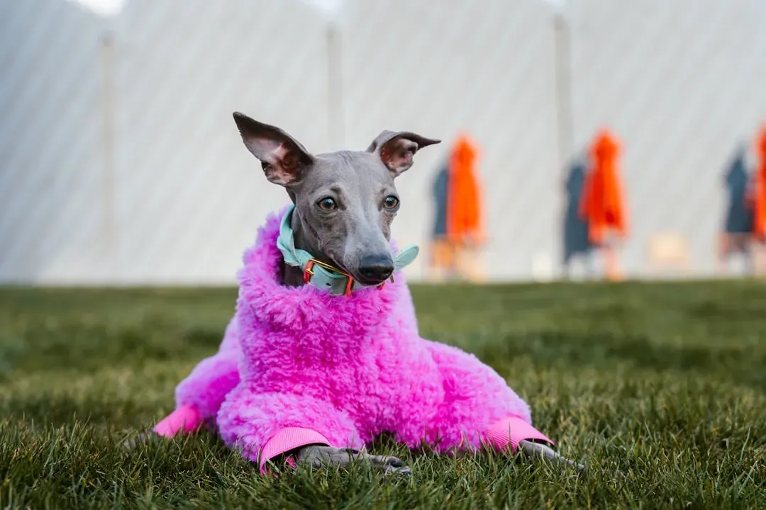 2. Italian Greyhound – Delicate and Sensitive to the Cold (Image Credits: Unsplash)