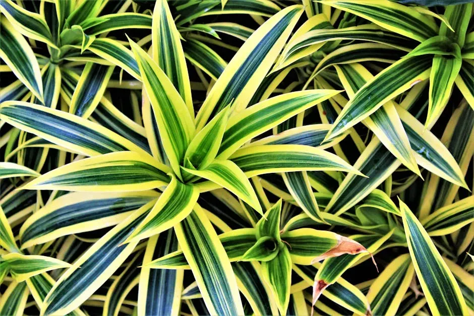 8. Dracaena: The Trendy Houseplant That's Harder on Dogs Than It Looks (Image Credits: Pexels)