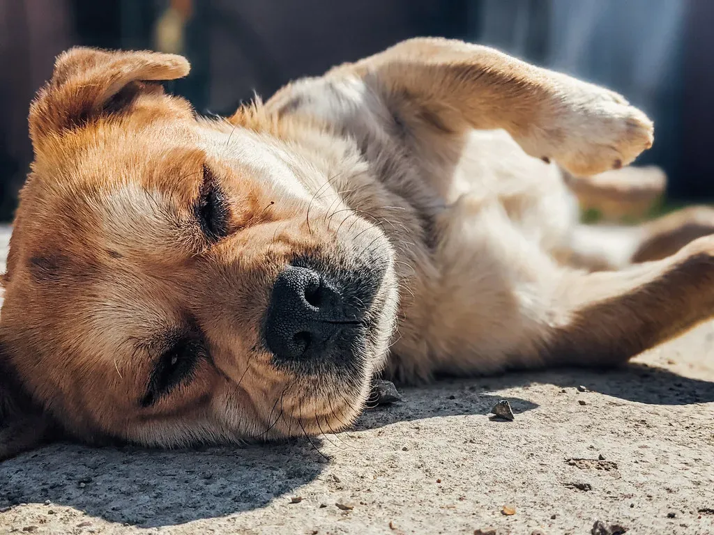 Side Sleeping and the Comfort of Familiar Surroundings (Ivan Radic, Flickr, CC BY 2.0)