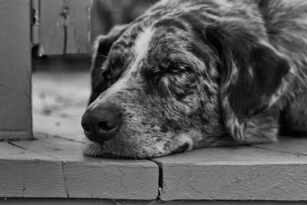 Seeking Your Attention (Image Credits: Flickr)