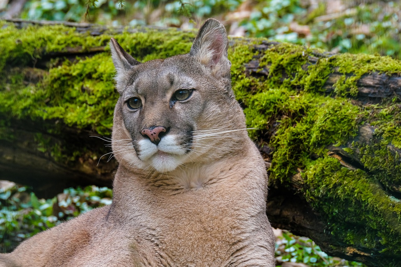 Mountain Lions: Silent Stalkers with Deadly Precision (Image Credits: Pixabay)