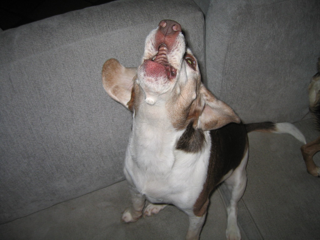 Beagles: The Musical Marvels (Image Credits: Flickr)