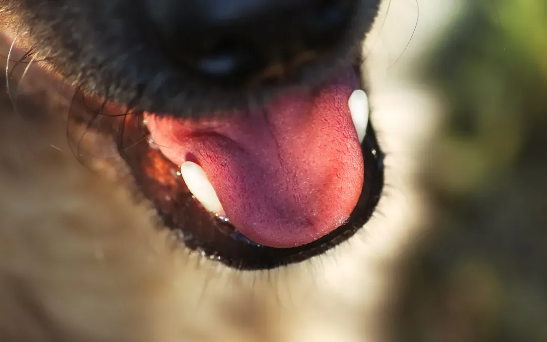 Myth #9: A Dog's Mouth Is Cleaner Than a Human's (Image Credits: Unsplash)