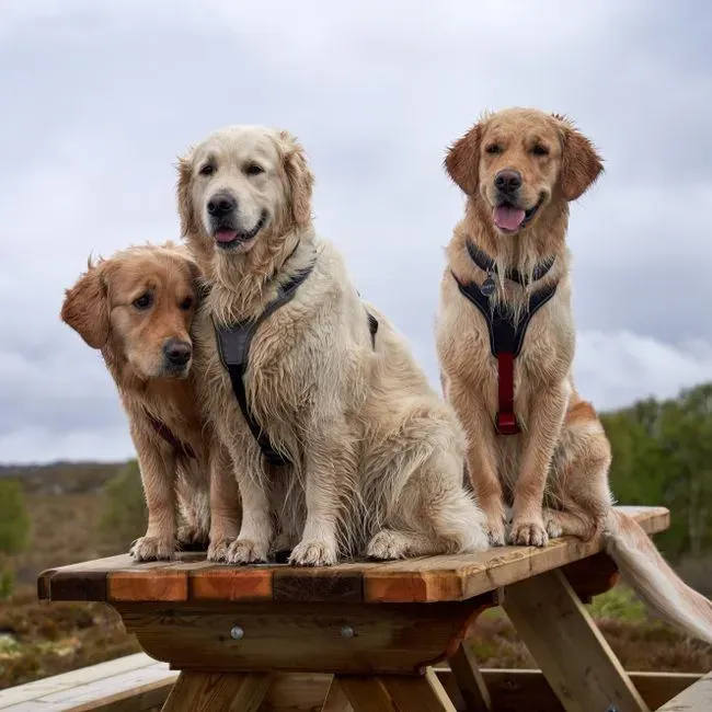 #15 - Inventing Elaborate "Rules"… Then Letting the Dog Break All of Them (Image Credits: Pexels)
