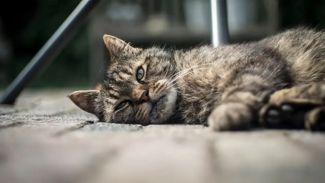 Loss of Appetite and Rapid Weight Loss (Image Credits: Unsplash)