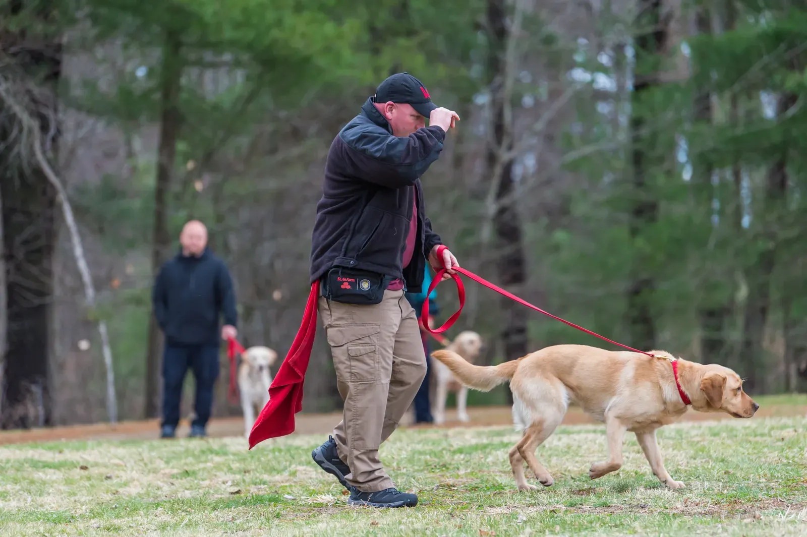 They're Surprisingly Trainable and Adaptable (Image Credits: Wikimedia)