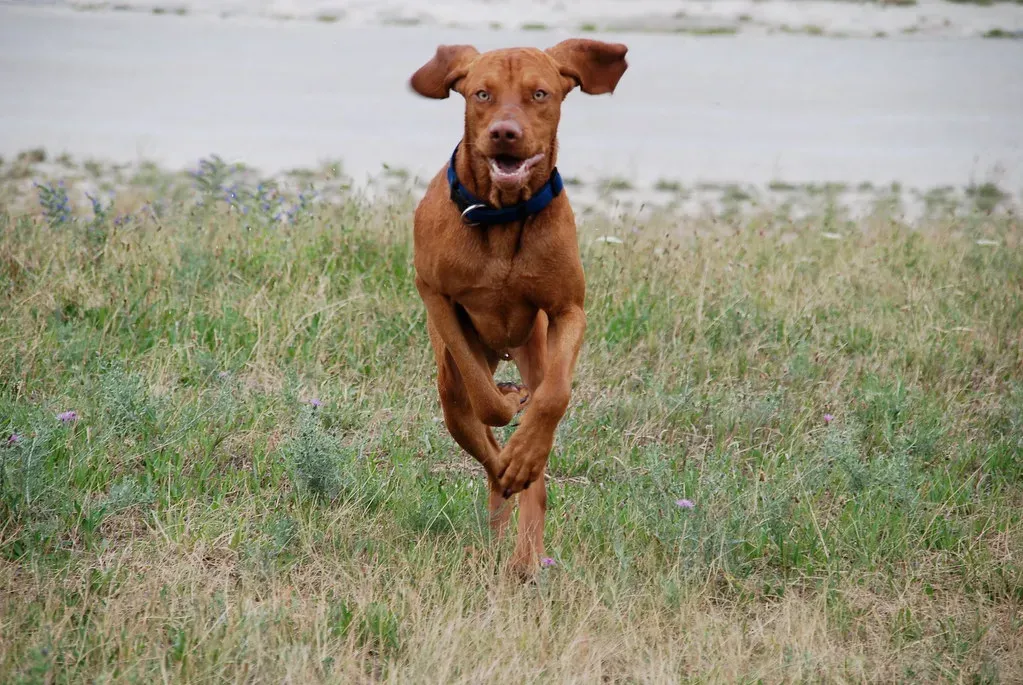 5. Vizsla - The Velcro Dog Who Needs to Move (Image Credits: Flickr)