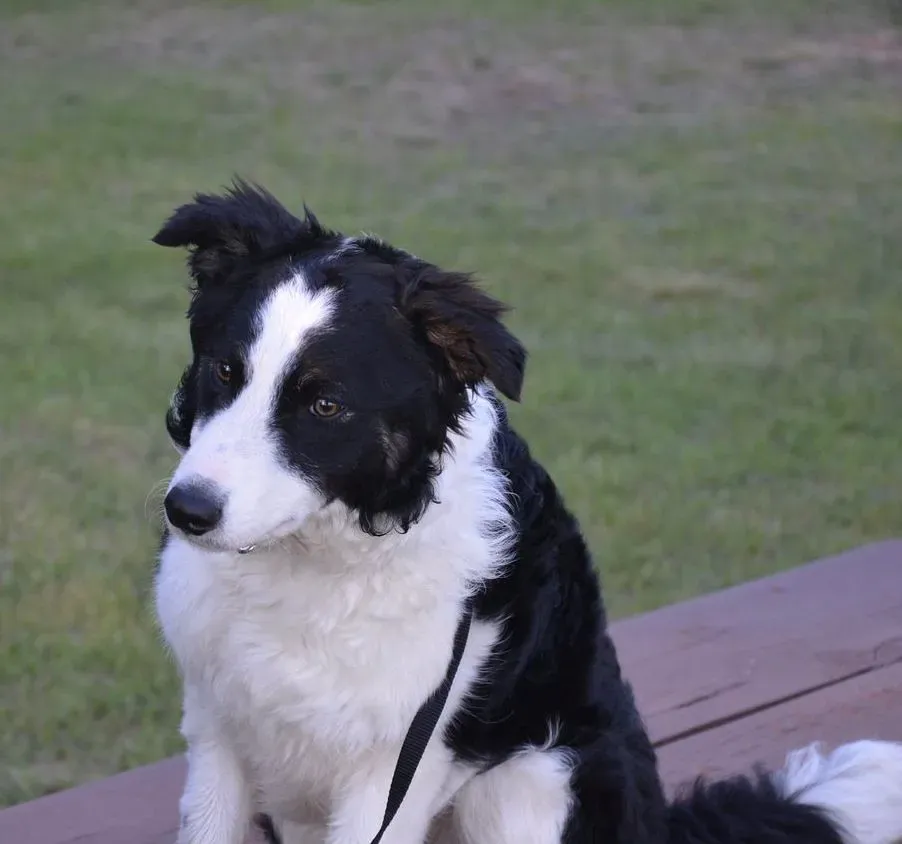 #4. Border Collie (IainStars, Flickr, CC BY-SA 2.0)