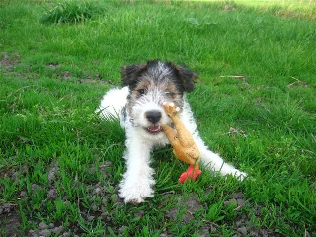 #8 - They Suddenly Abandon Their Own Chew Toys (By Prskavka, Public domain)