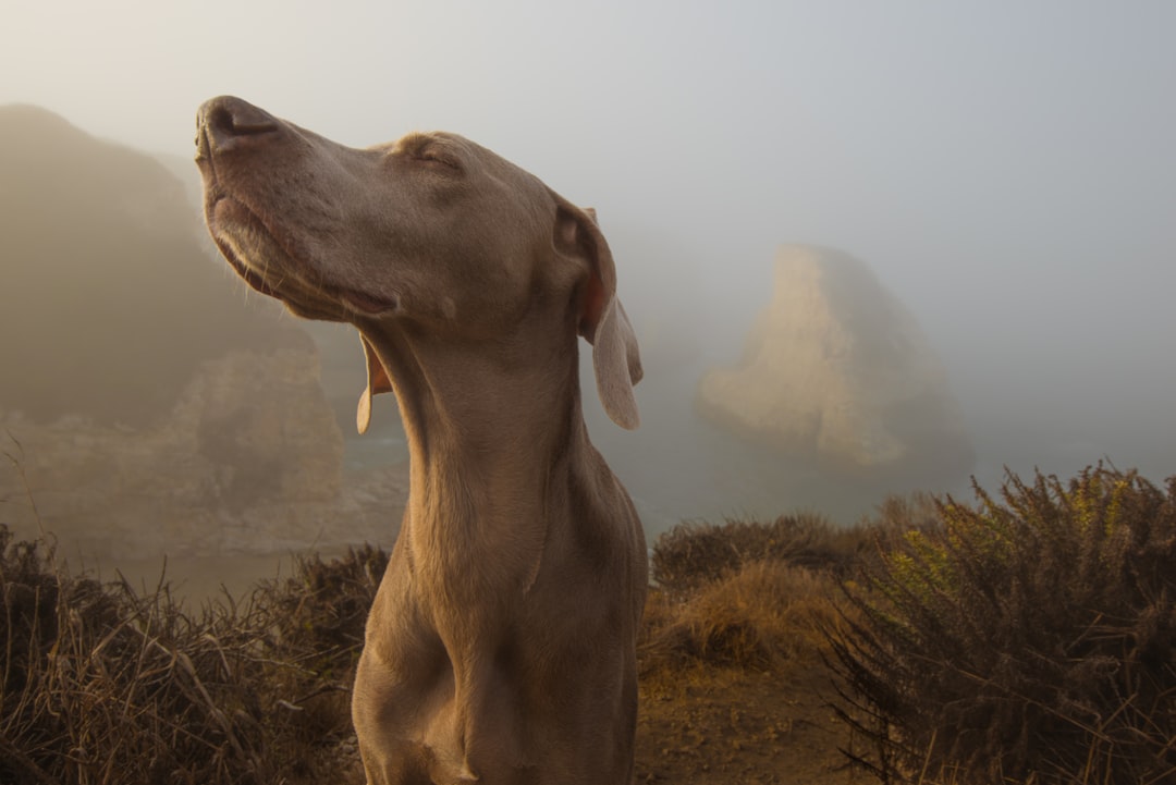 The Science Behind Dogs' Sensitivity to Cosmic Events (Image Credits: Unsplash)