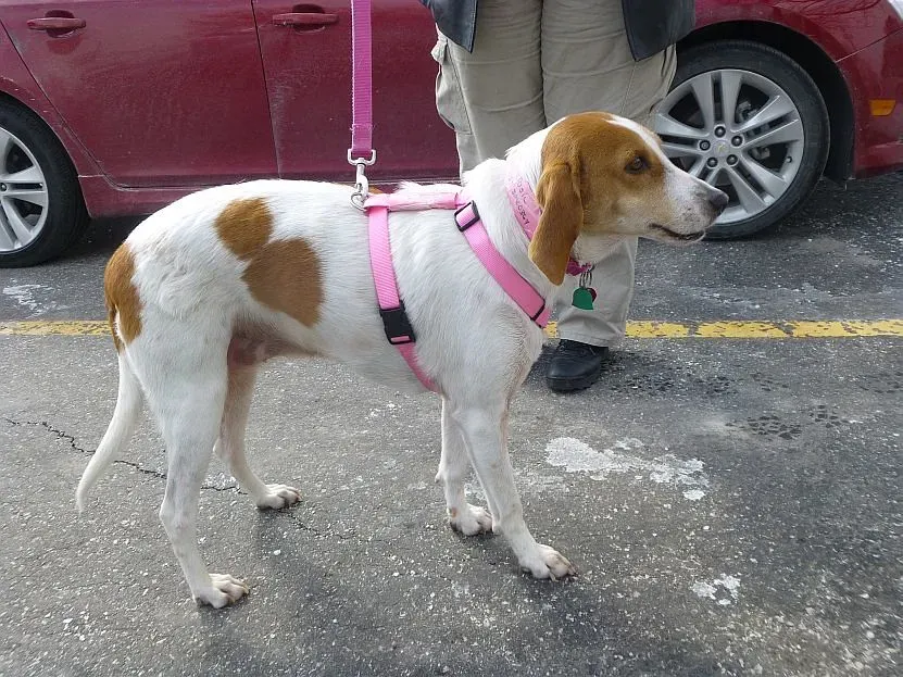 Tucked Tail or That Weird Low Wag (Image Credits: Flickr)