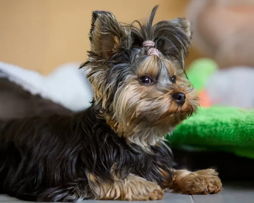 #8. Yorkshire Terrier (Image Credits: Pexels)