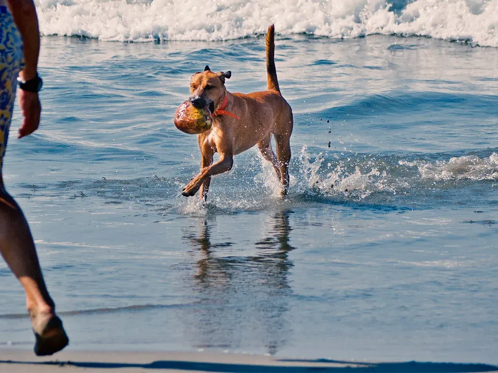 They Engage Willingly in Play (Bernal Saborio G. (berkuspic), Flickr, CC BY-SA 2.0)