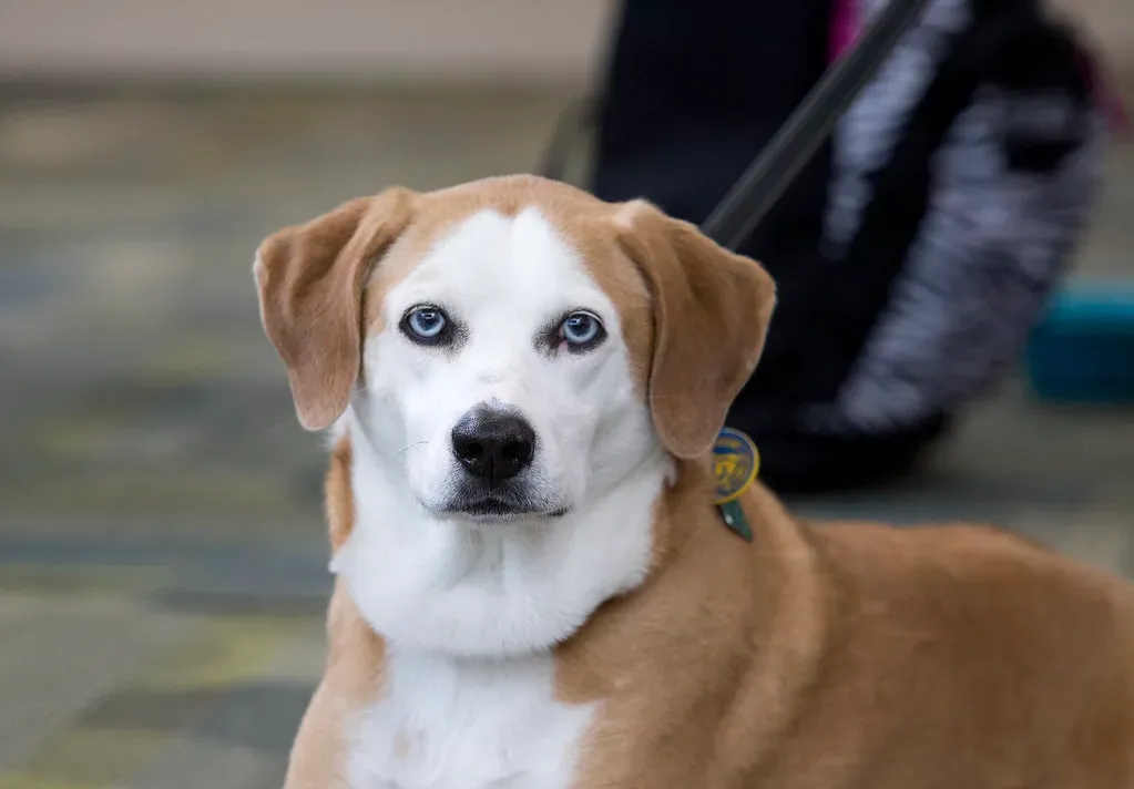 7. No-Bake Pumpkin and Oat Balls (COD Newsroom, Flickr, CC BY 2.0)