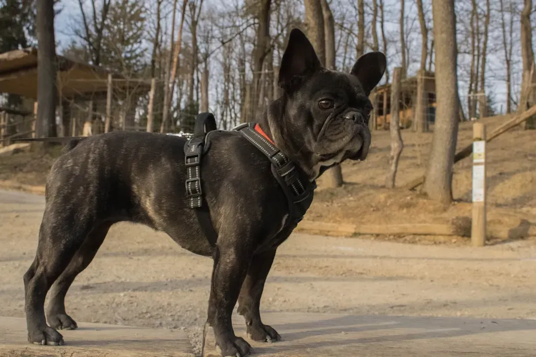 Aquarius (January 20 – February 18): French Bulldog (Image Credits: Unsplash)