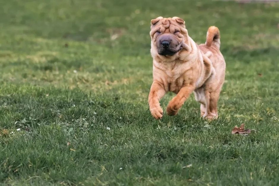#6 - The Chinese Shar-Pei: Wrinkled, Wary, and Fiercely Family-Focused (Image Credits: Pexels)