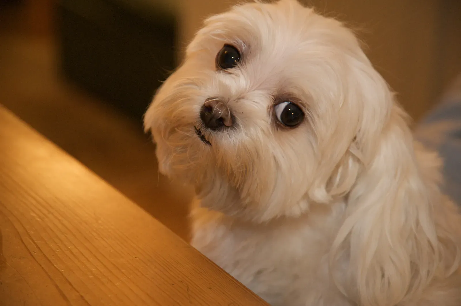2. The Slow Blink and Side‑Eye Stare (Flickr: Are you sure I couldn't have just one teensy bite of your dinner?, CC BY-SA 2.0)