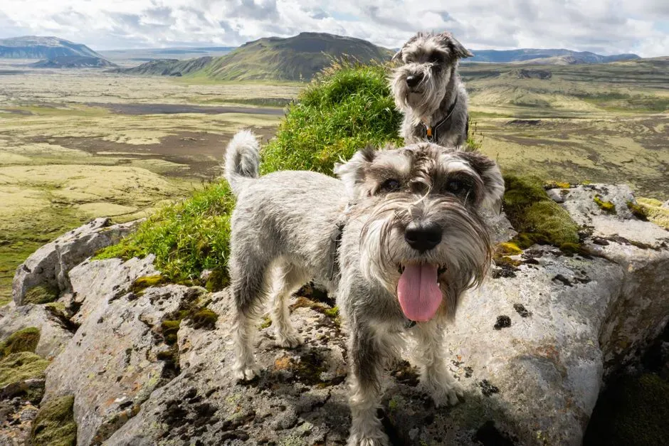 10. Giant Schnauzer (Image Credits: Pexels)