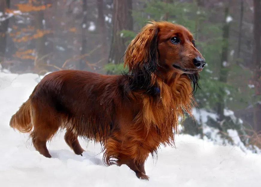 6. Dachshund: Short Legs, Big Snow Problem (By Rainer Spickmann, CC BY-SA 2.5)