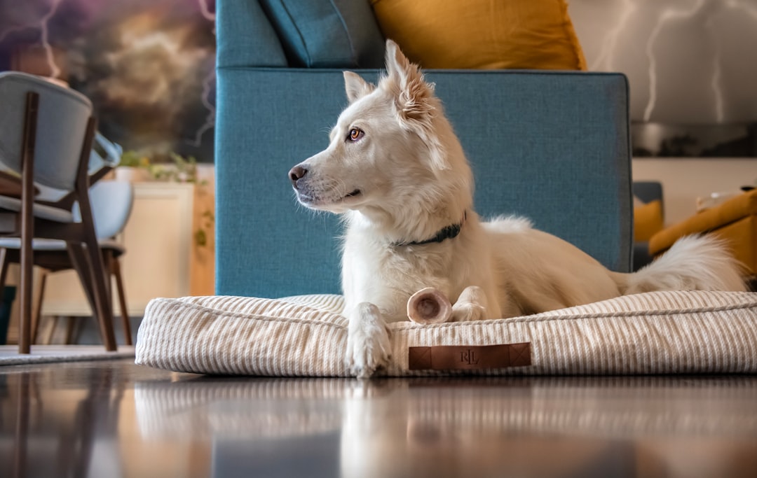 Understanding True Separation Anxiety Versus Normal Adjustment (Image Credits: Unsplash)