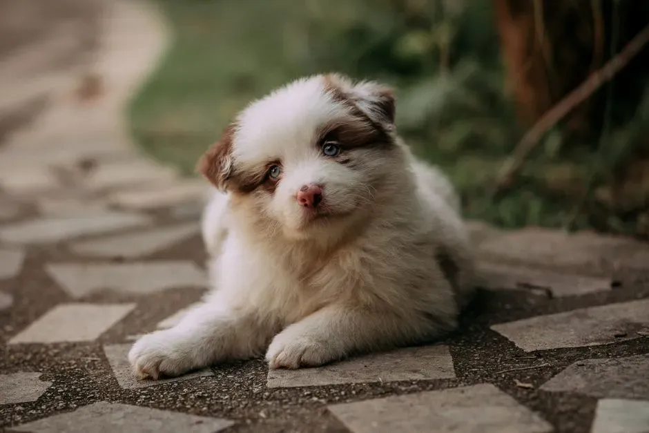 Australian Shepherd (and Mini American Shepherd) (Image Credits: Pexels)