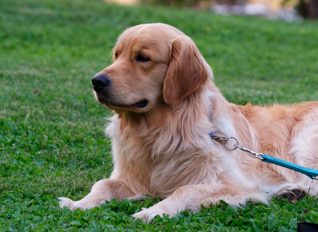 Leo: The Golden Retriever Royalty (Image Credits: Unsplash)
