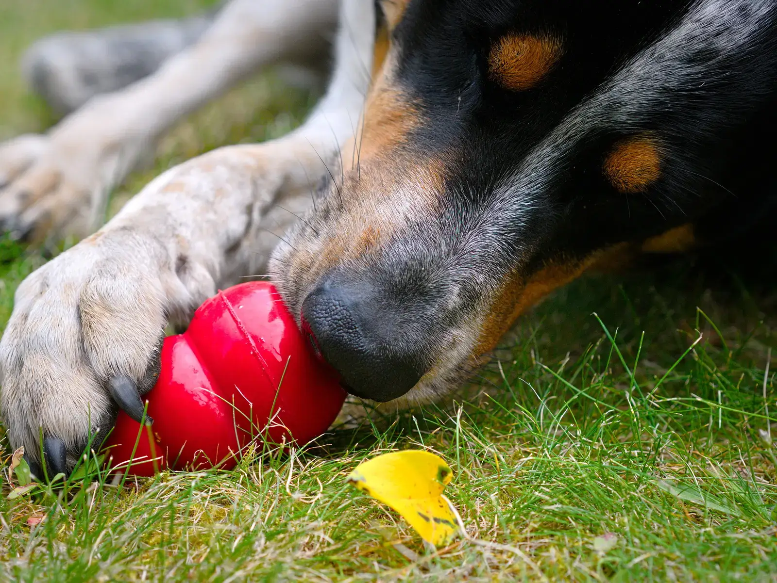2. Freeze a KONG or Stuffed Chew Toy the Night Before (KONG - the perfect toy for a dog, CC BY 2.0)