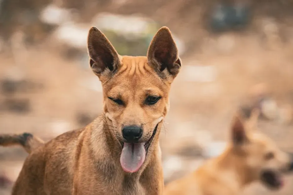 #2 - The Micro-Ear Perk at One Specific Sound (Image Credits: Pexels)