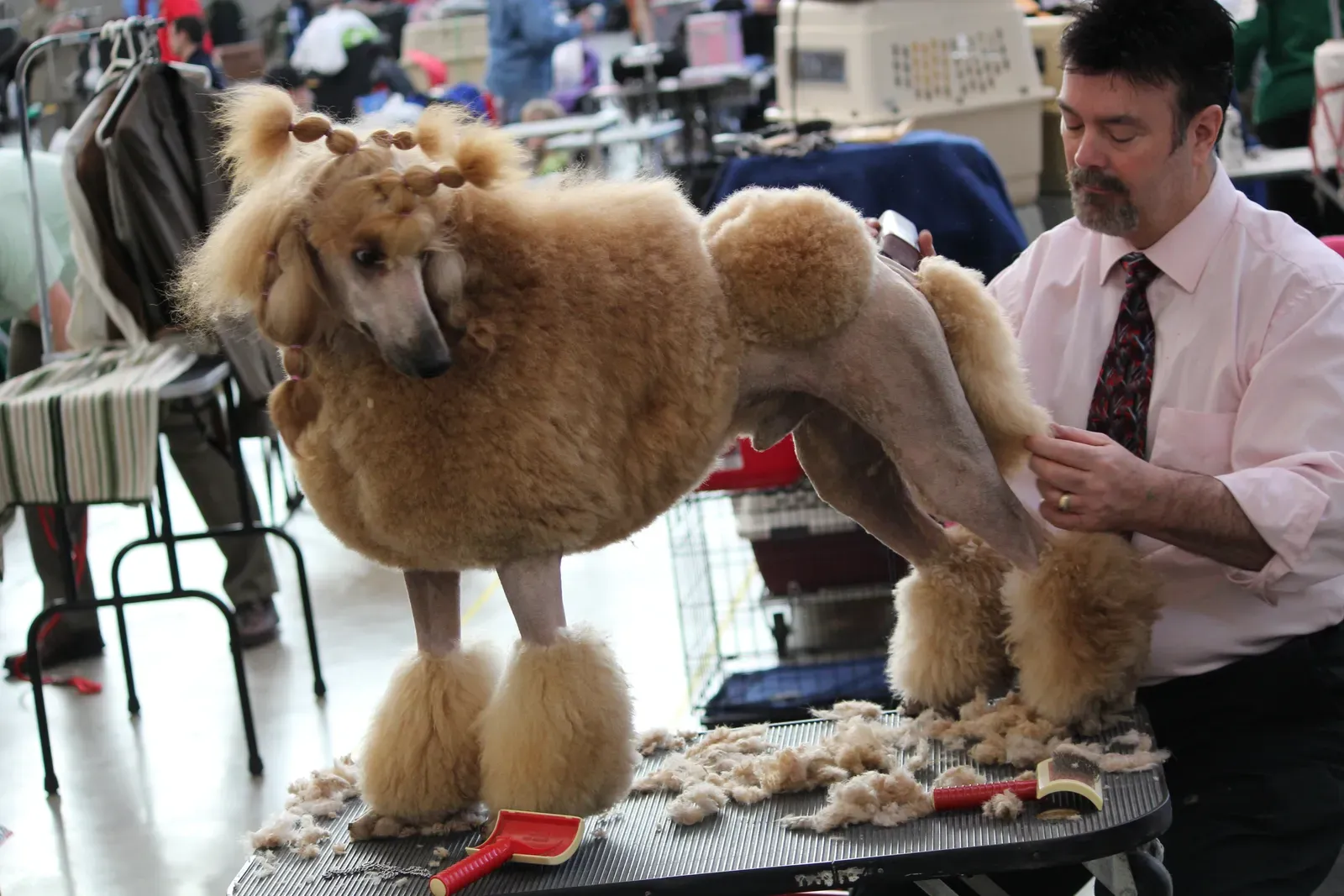 #10 - How Safe Your Dog Feels in Any New Environment (Flickr: 2010 PA Kennel Assoc. Dog Show, CC BY 2.0)