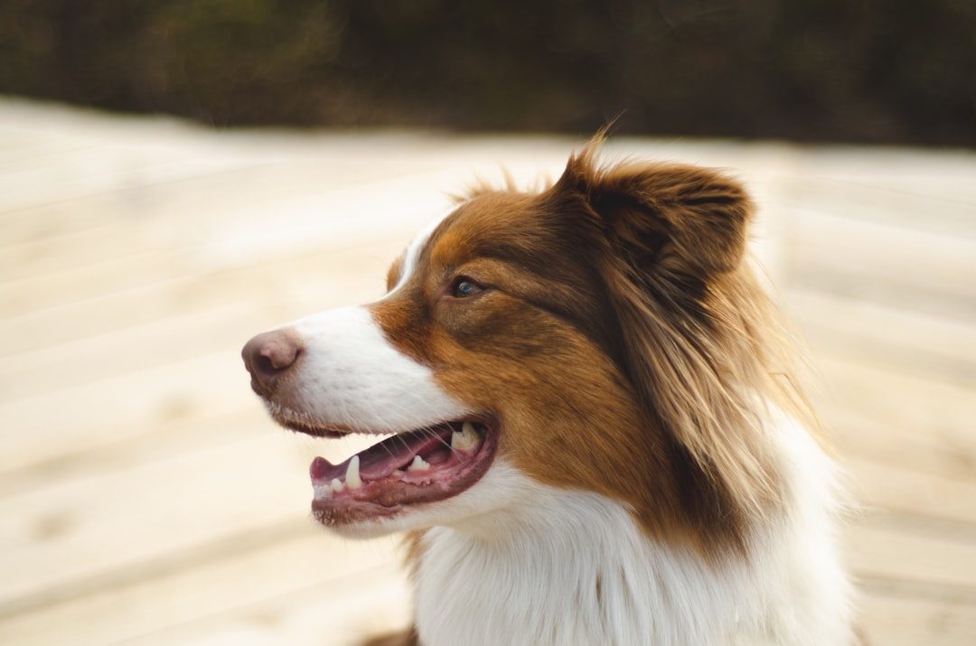 The Australian Shepherd: The Intelligent Communicator (Image Credits: Unsplash)