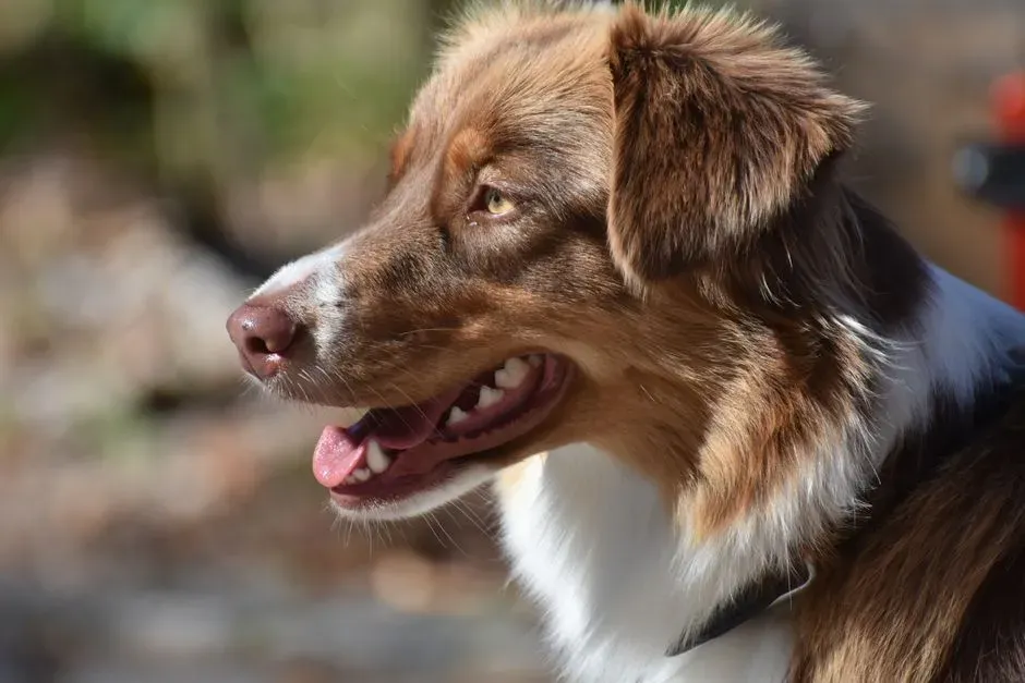 Australian Shepherd: The Workaholic Who Loves You Through Your Chaos (Image Credits: Pexels)