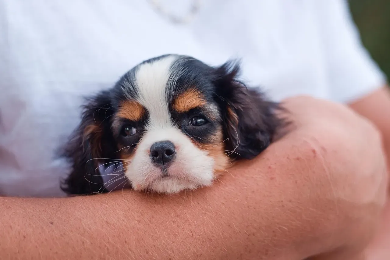 Cavalier King Charles Spaniel: The Velcro Dog (Image Credits: Pixabay)