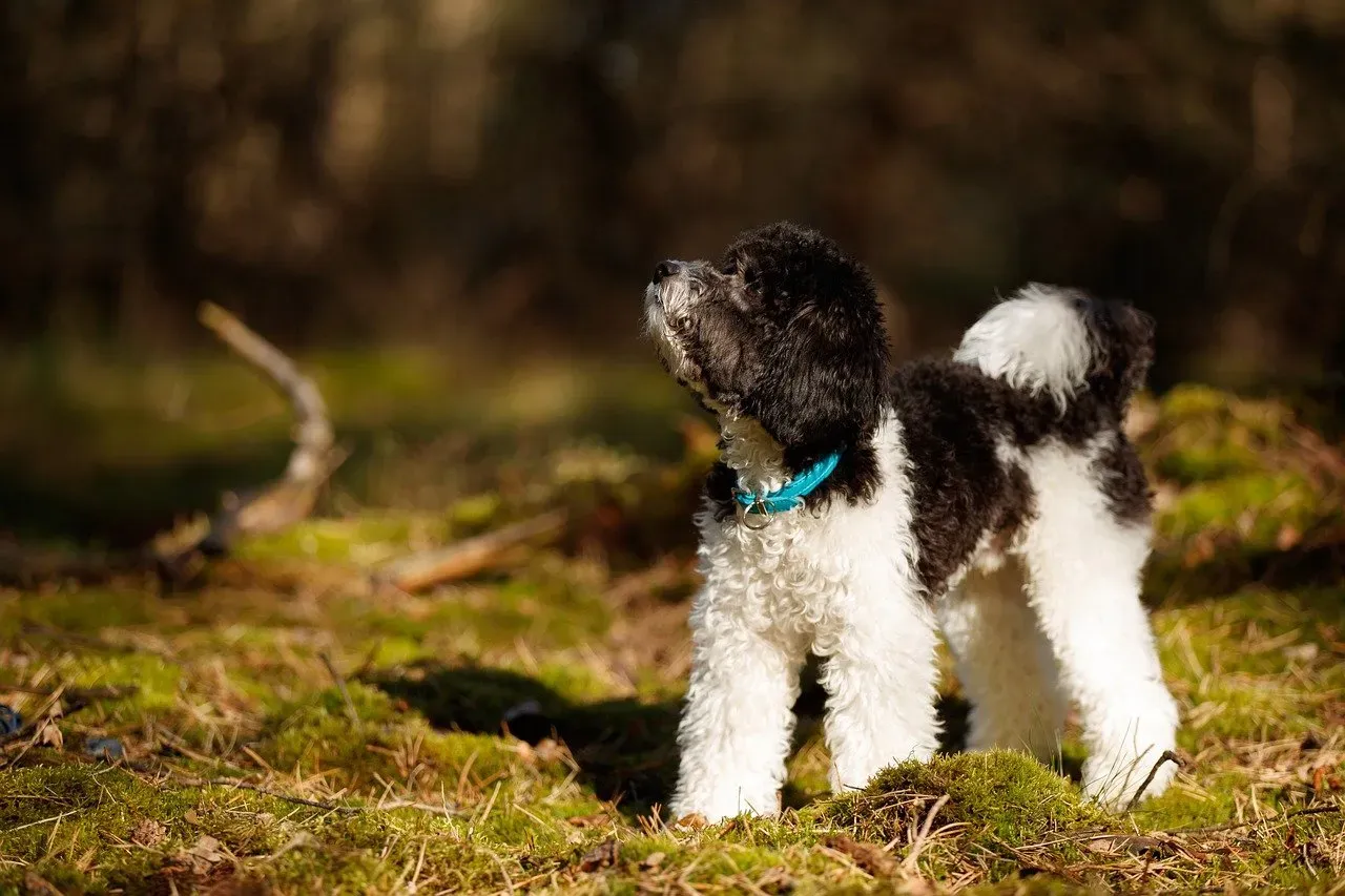 Breed #9: The Miniature Poodle - Smart, Stylish, and Apartment-Ready (Image Credits: Pixabay)
