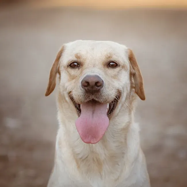 #15 – Rosie (Image Credits: Pexels)