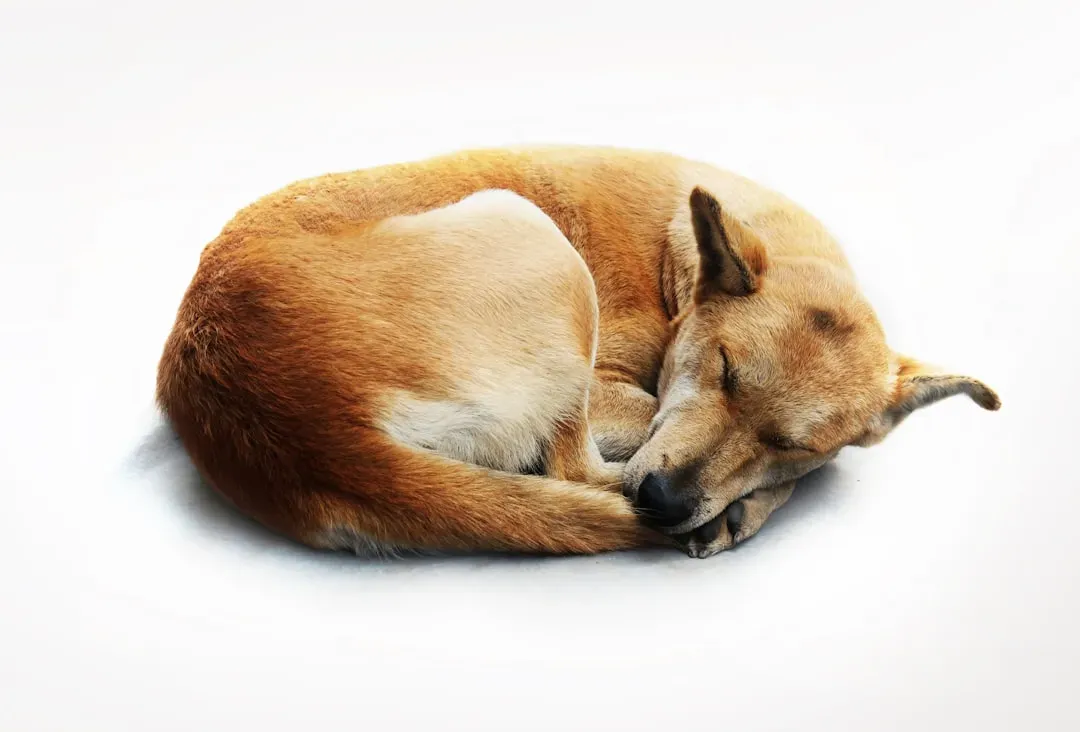 The Science of the Snooze: How Your Dog Actually Sleeps (Image Credits: Unsplash)