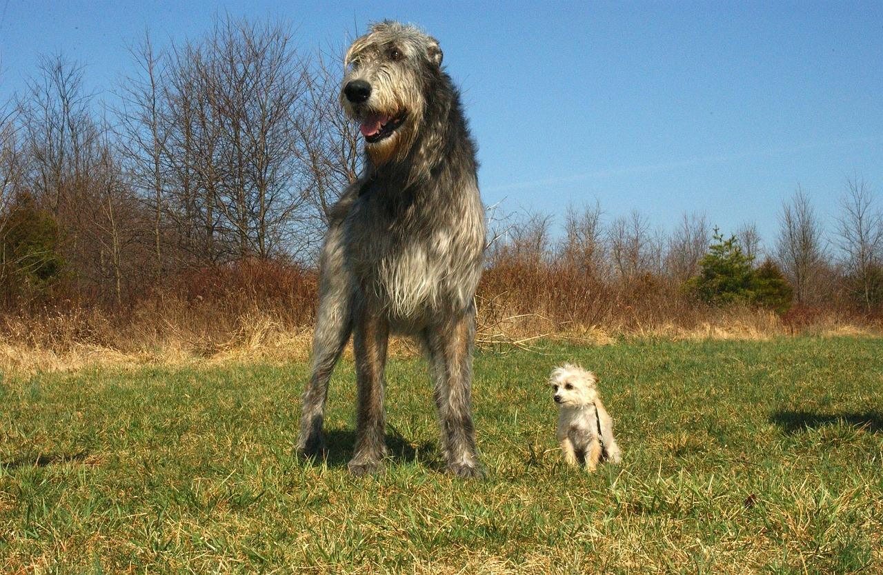 Irish Wolfhound: The Gentle Giant (Image Credits: Pixabay)