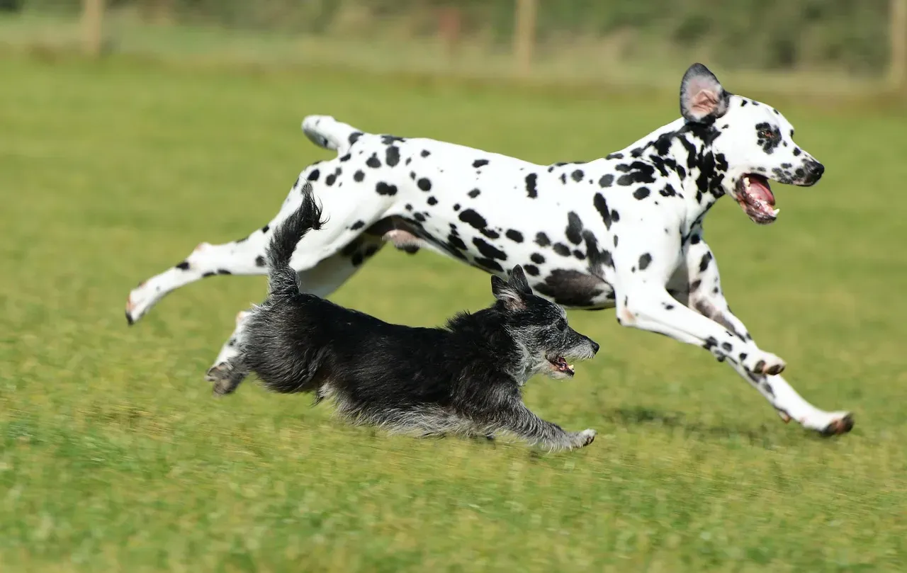12. Dalmatian: The Energetic Athlete (Image Credits: Pixabay)