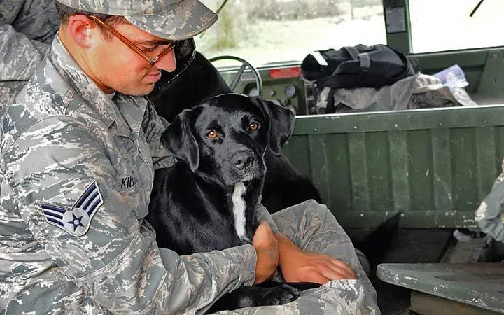 8. They Provide Comfort During Grief and Loss (Image Credits: Flickr)