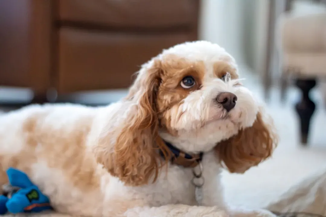 11. Cavalier-Poodle Mix (Cavapoo): The New Generation of Adaptability (Image Credits: Unsplash)
