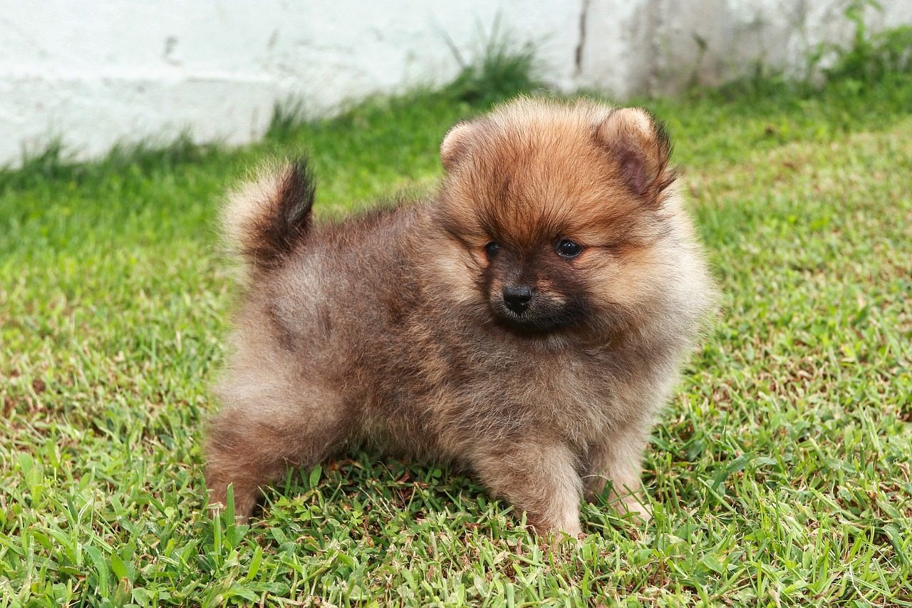 6. Pomeranian (Image Credits: Pixabay)