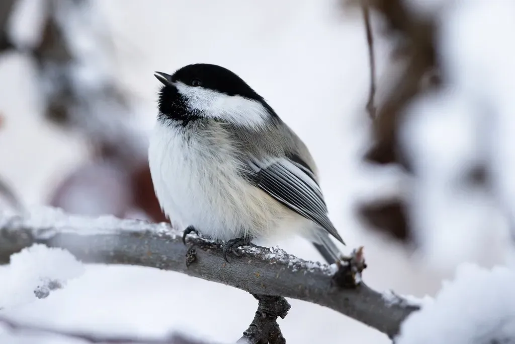 3. Black-Capped Chickadee: The Friendliest Feathered Neighbor (Image Credits: Flickr)