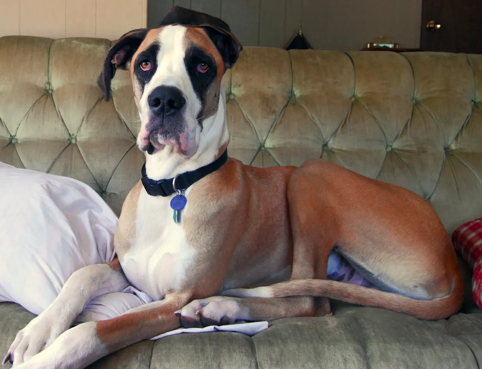 Great Danes: Gentle Giants in Confined Quarters (Image Credits: Wikimedia)