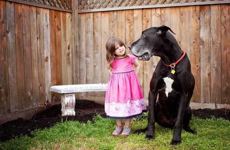 Great Dane (Image Credits: Flickr)